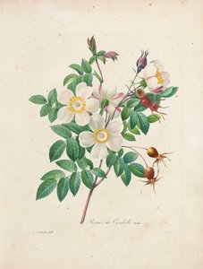Rosier de Candolle, uit 